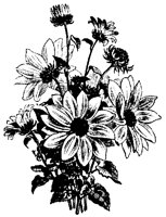 BLUME38.TIF