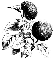 BLUME37.TIF