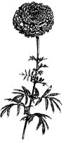 BLUME36.TIF