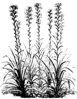 BLUME34.TIF