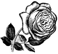 BLUME338.TIF