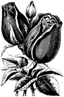 BLUME336.TIF