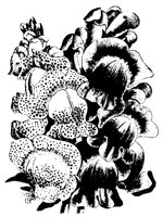 BLUME334.TIF