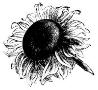 BLUME333.TIF