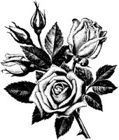 BLUME330.TIF