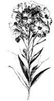 BLUME33.TIF