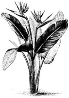 BLUME329.TIF
