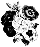BLUME326.TIF