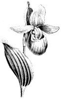 BLUME324.TIF