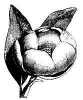 BLUME321.TIF