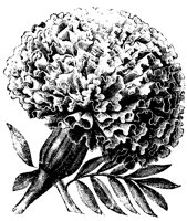 BLUME320.TIF