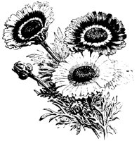 BLUME32.TIF