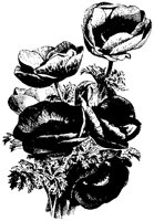 BLUME319.TIF