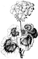 BLUME317.TIF