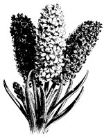 BLUME316.TIF