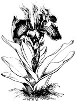 BLUME315.TIF