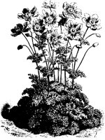 BLUME314.TIF