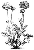 BLUME311.TIF