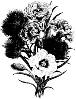 BLUME310.TIF