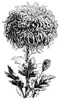 BLUME31.TIF
