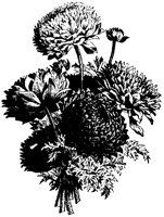 BLUME309.TIF