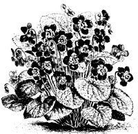 BLUME307.TIF
