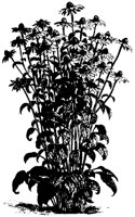 BLUME306.TIF