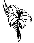 BLUME305.TIF