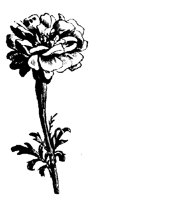 BLUME304.TIF