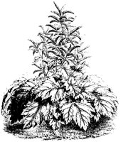 BLUME300.TIF