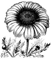 BLUME30.TIF