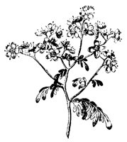 BLUME299.TIF
