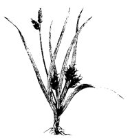 BLUME298.TIF