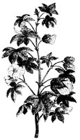 BLUME295.TIF