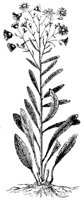 BLUME294.TIF