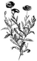 BLUME293.TIF
