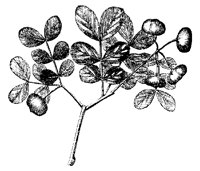 BLUME291.TIF