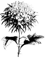 BLUME29.TIF