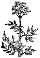 BLUME288.TIF