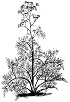 BLUME286.TIF