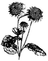 BLUME284.TIF