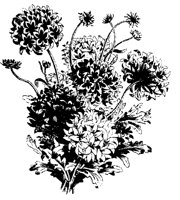 BLUME280.TIF