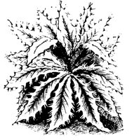 BLUME28.TIF