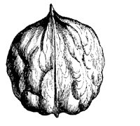 BLUME271.TIF