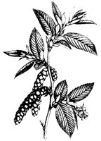 BLUME270.TIF