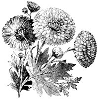 BLUME27.TIF