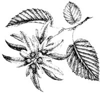 BLUME269.TIF