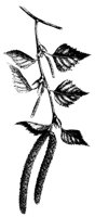 BLUME268.TIF