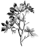 BLUME267.TIF