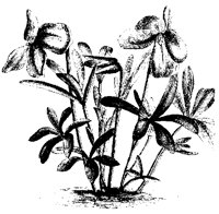 BLUME264.TIF